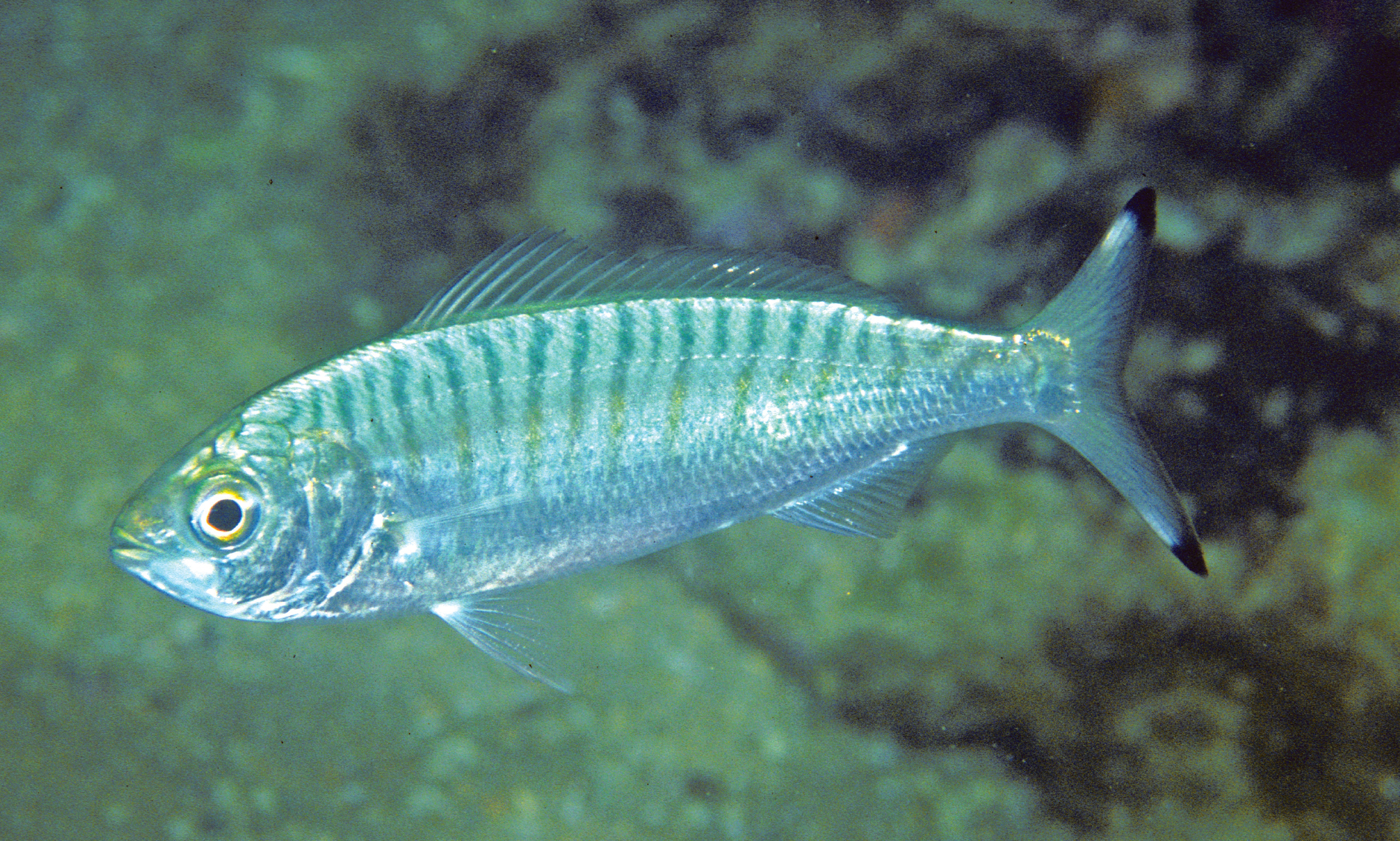 Fish Species Phillip Island Fish Species Phillip Island